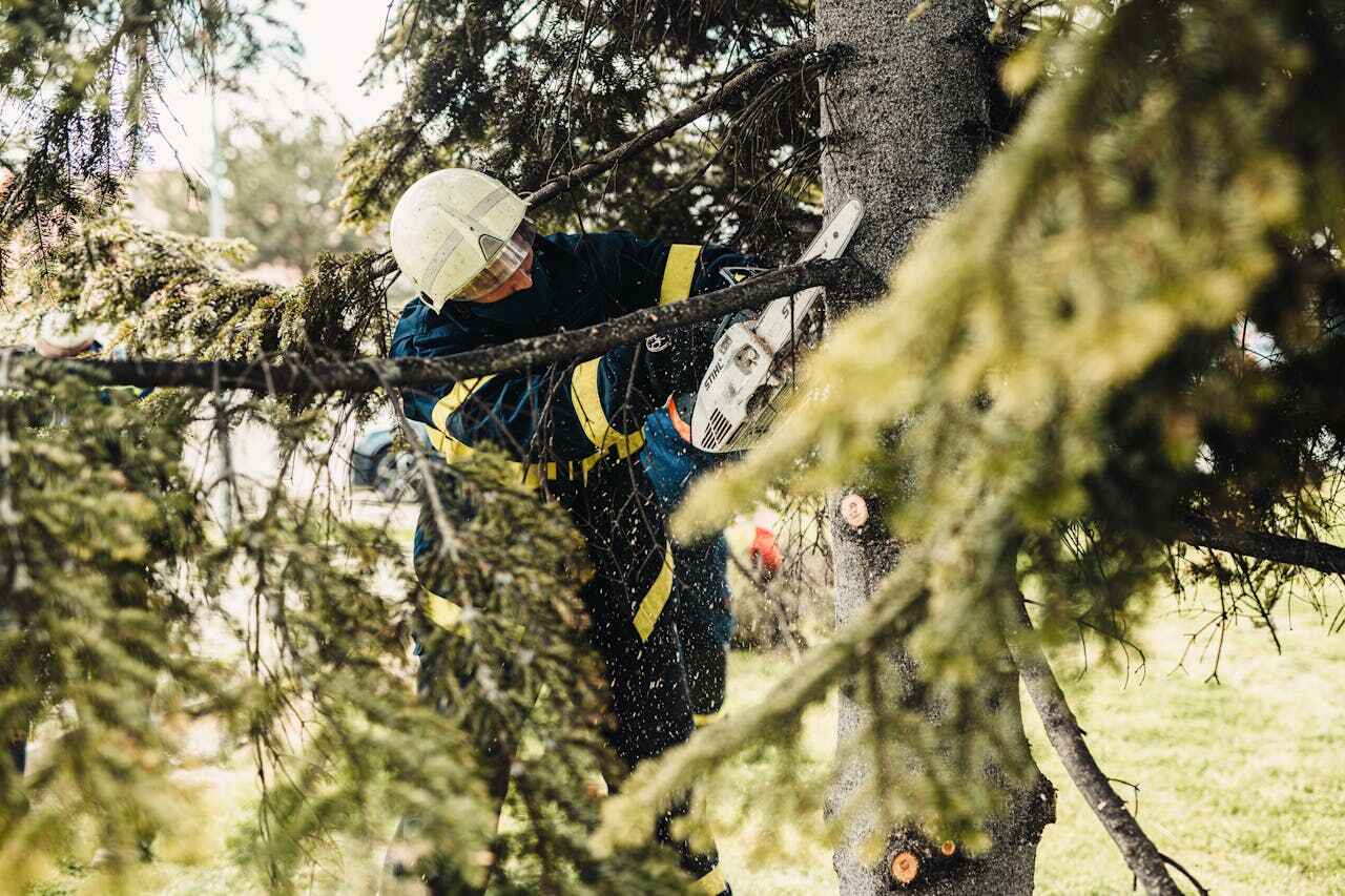 Emergency Storm Tree Removal